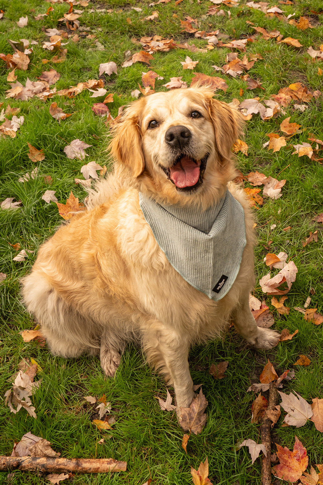 Sorbet Bandana
