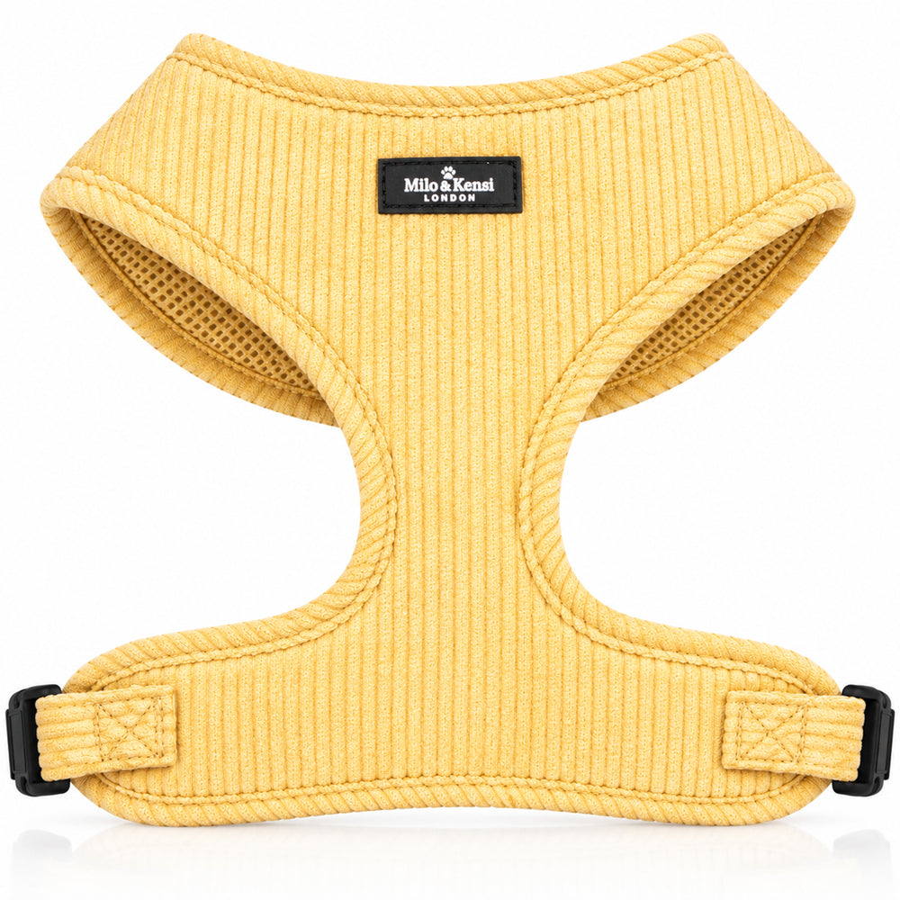 Sorbet Harness — Lemon Sorbet studio view