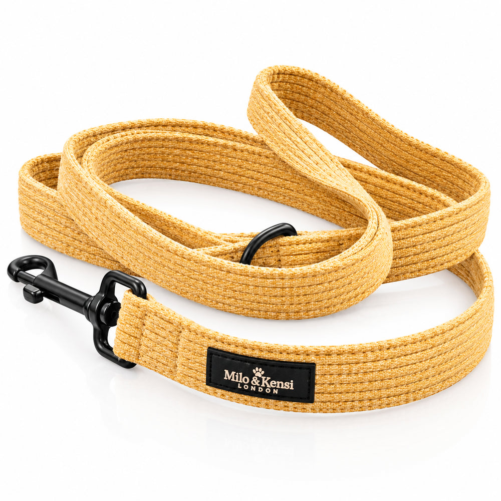 Sorbet Leash — Lemon Sorbet studio view