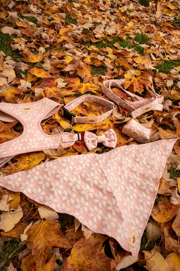 The Sakura Collection