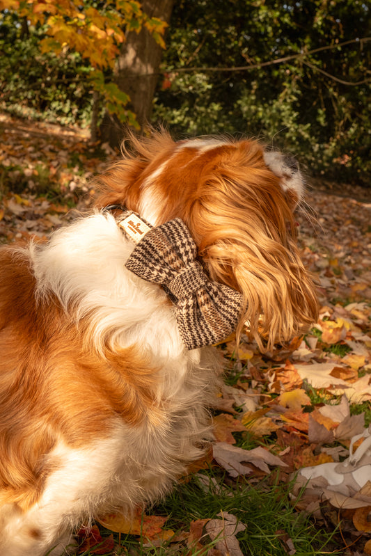 Highlands Bow Tie