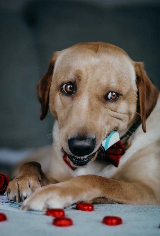 This card is edible and you are incredible  (Chicken)