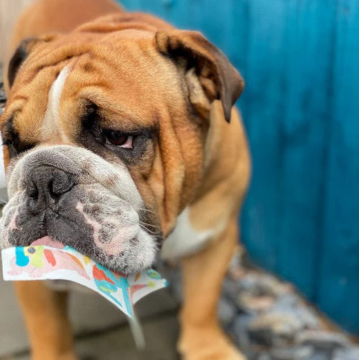 Heartbeat Christmas Dog - Edible Dog Card (Chicken)